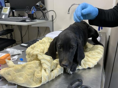 A255635 - Plott Hound available for adoption