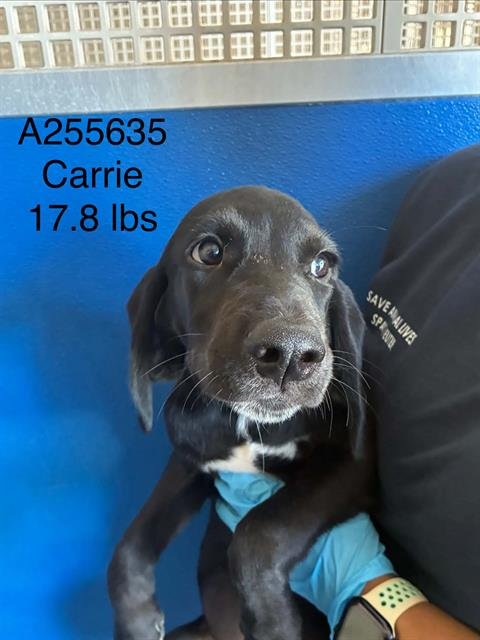 *CARRIE Image