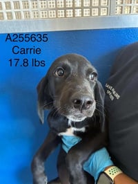 *CARRIE - Photo 1