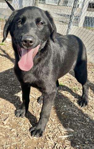 A251811 - Labrador Retriever available for adoption