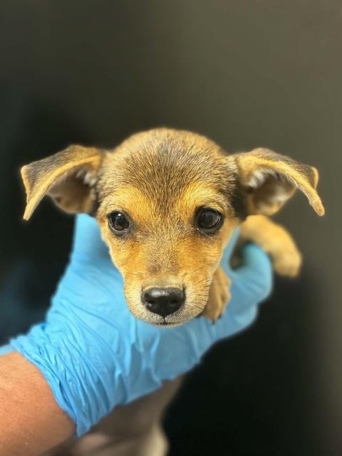 *PIPPI - Chihuahua available for adoption