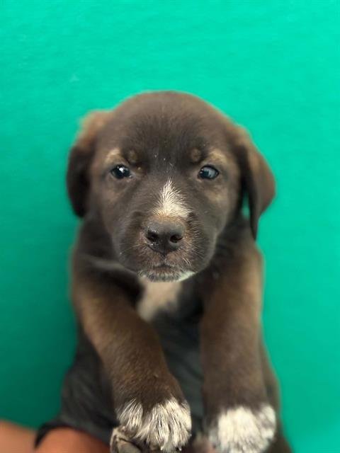 A255585 - Border Collie / Pit Bull Terrier available for adoption