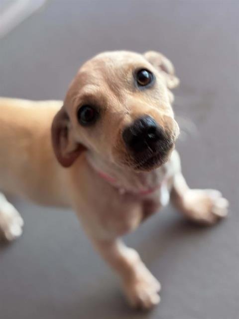 A255375 - Labrador Retriever available for adoption