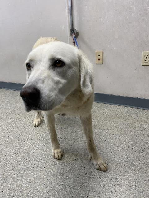 A255050 - Great Pyrenees available for adoption