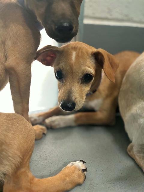 A255722 - Chihuahua available for adoption