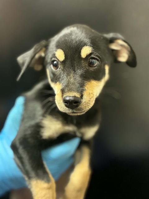 *FRODO - Chihuahua available for adoption