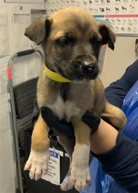 A251778 - German Shepherd Dog available for adoption