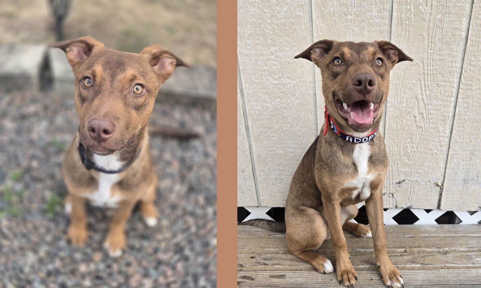 RUBY - Shepherd available for adoption