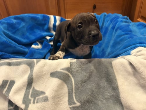 PONGO - Pit Bull Terrier available for adoption