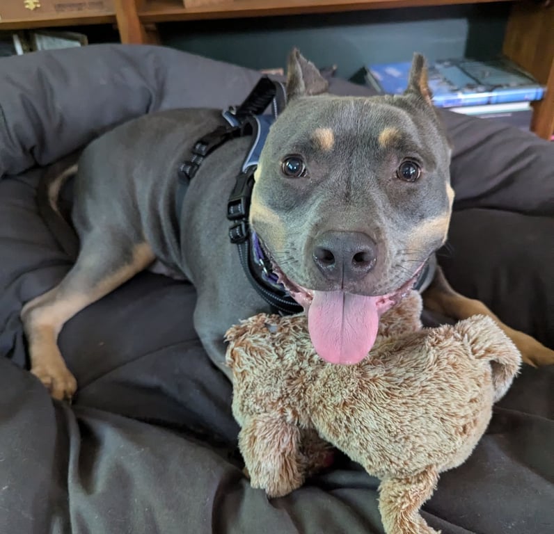 Rudy Image