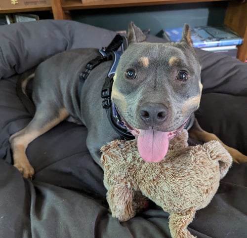 RUDY - American Pit Bull Terrier for adoption in Ann Arbor
