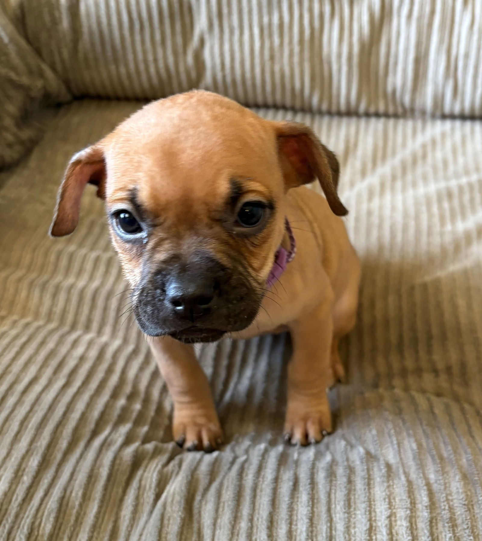 TINK - French Bulldog / Chihuahua available for adoption