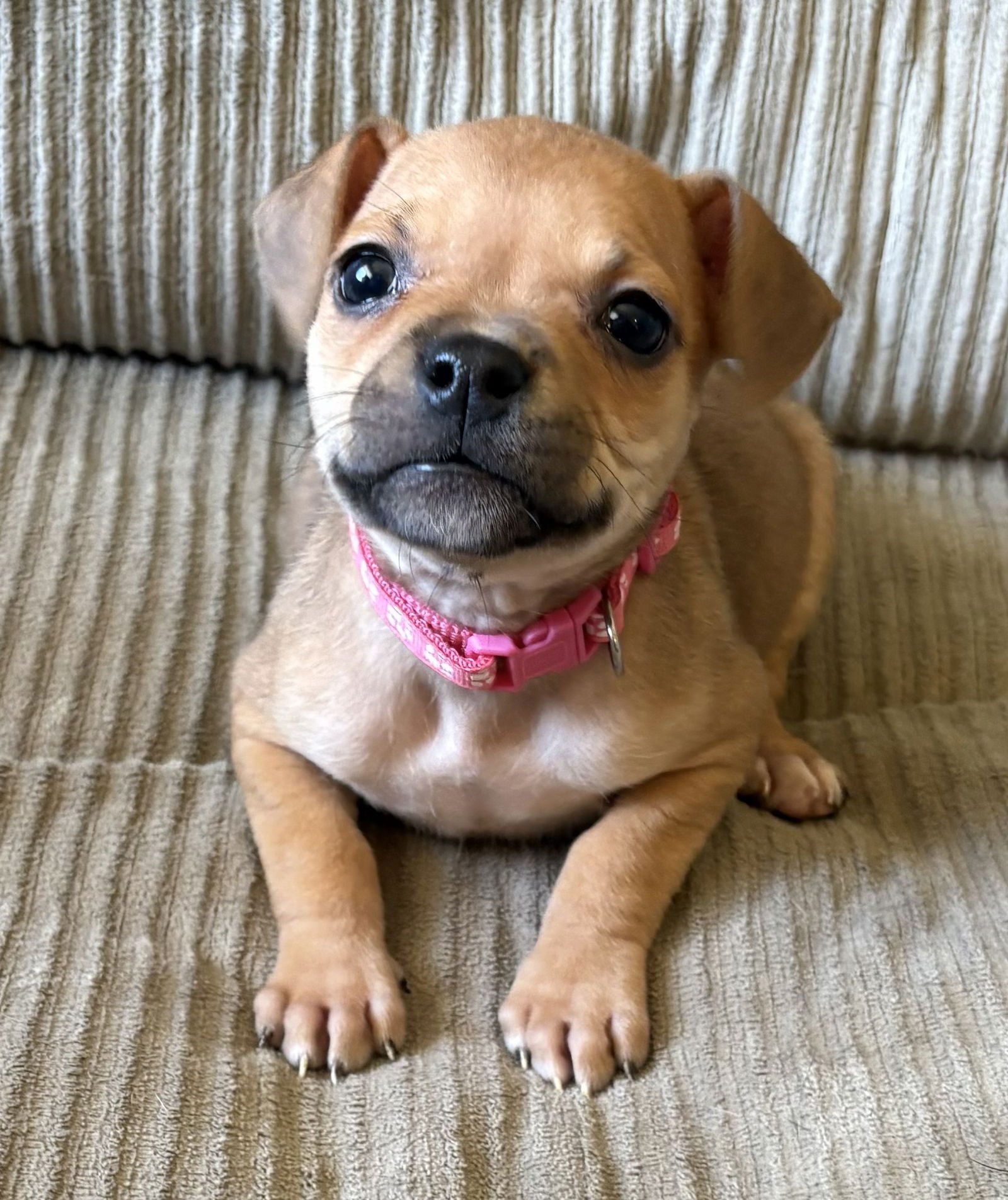 MINA - French Bulldog / Chihuahua available for adoption