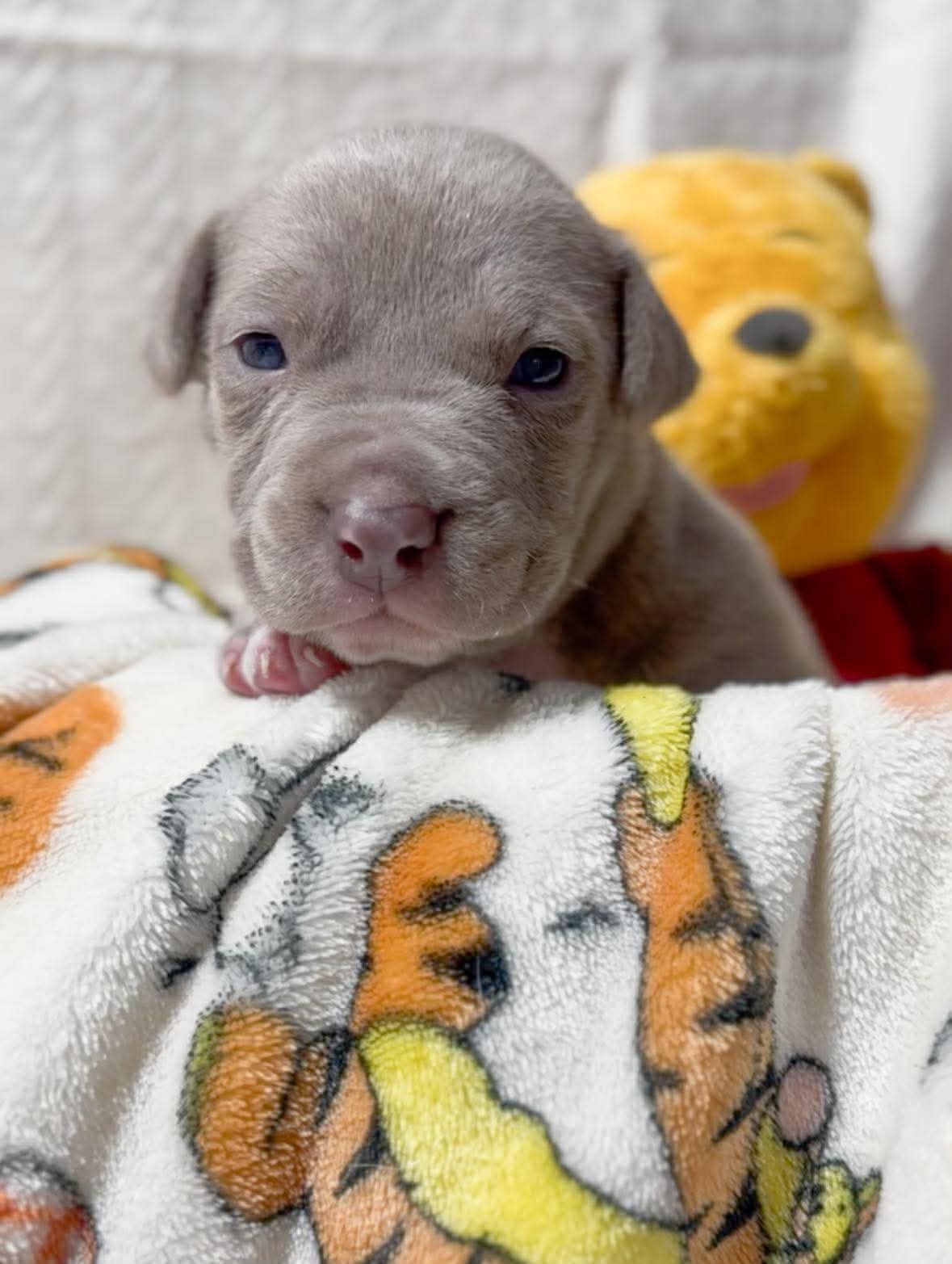 HONEY - American Pit Bull Terrier available for adoption