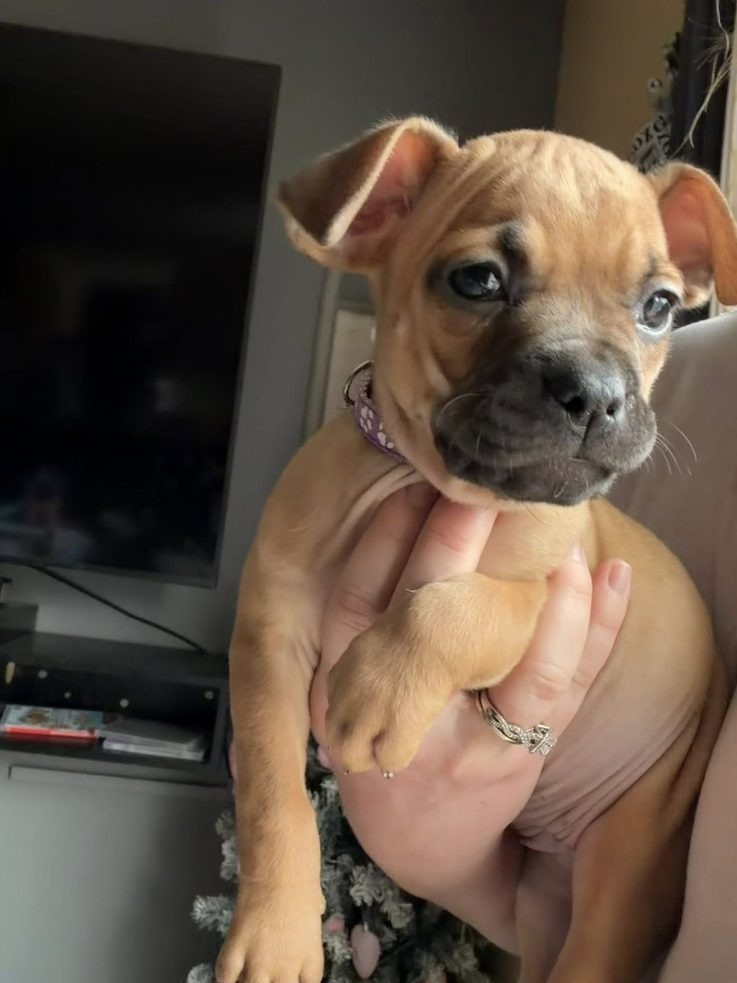 EVA - French Bulldog / Chihuahua available for adoption