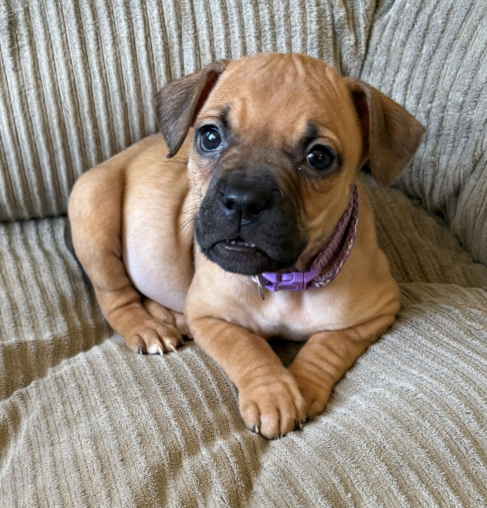 EVA - French Bulldog / Chihuahua available for adoption