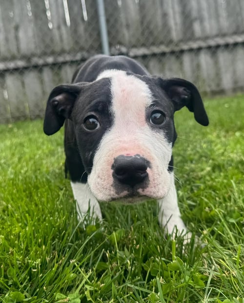 DELILAH - American Pit Bull Terrier available for adoption
