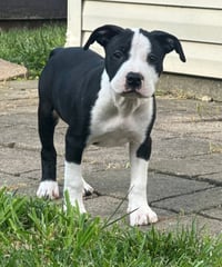 Delilah - Photo 3
