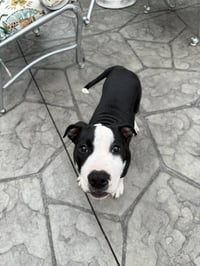 Delilah - Photo 2