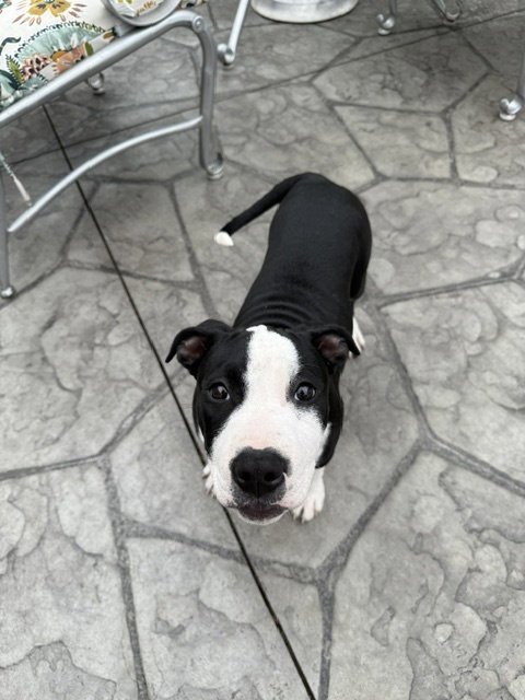 DELILAH - American Pit Bull Terrier available for adoption