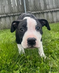 Delilah - Photo 4