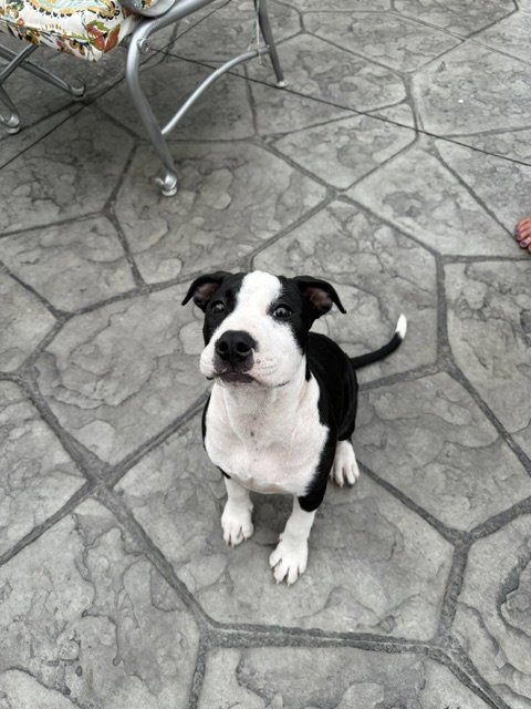 DELILAH - American Pit Bull Terrier for adoption in Ann Arbor