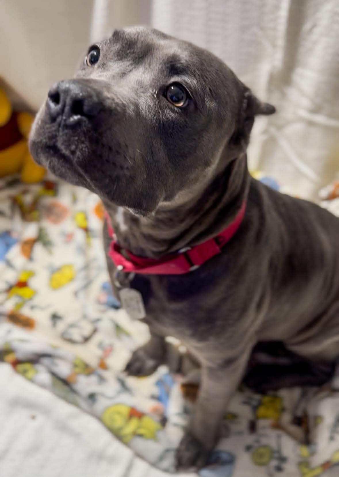 WINNIE - American Pit Bull Terrier available for adoption