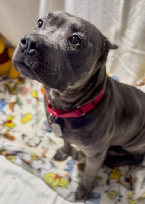 WINNIE - American Pit Bull Terrier for adoption in Ann Arbor
