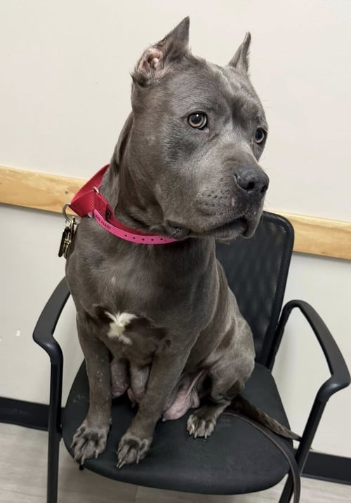 WINNIE - American Pit Bull Terrier available for adoption