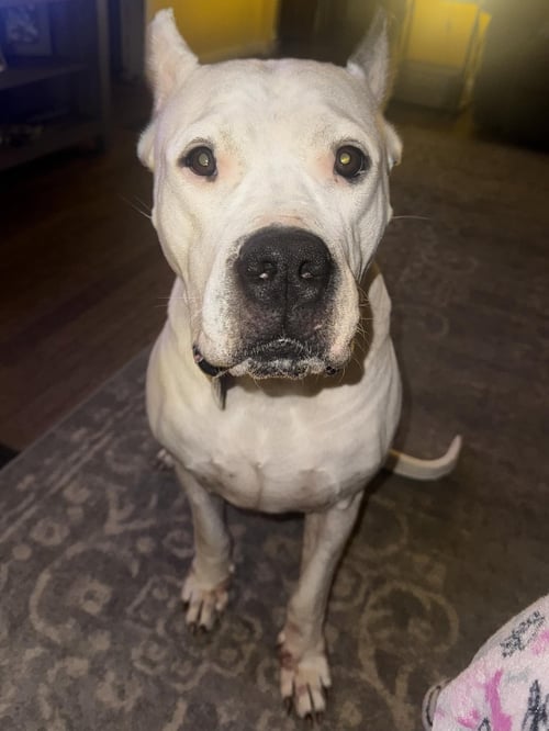 ELLIE MAY - Dogo Argentino for adoption in Ann Arbor