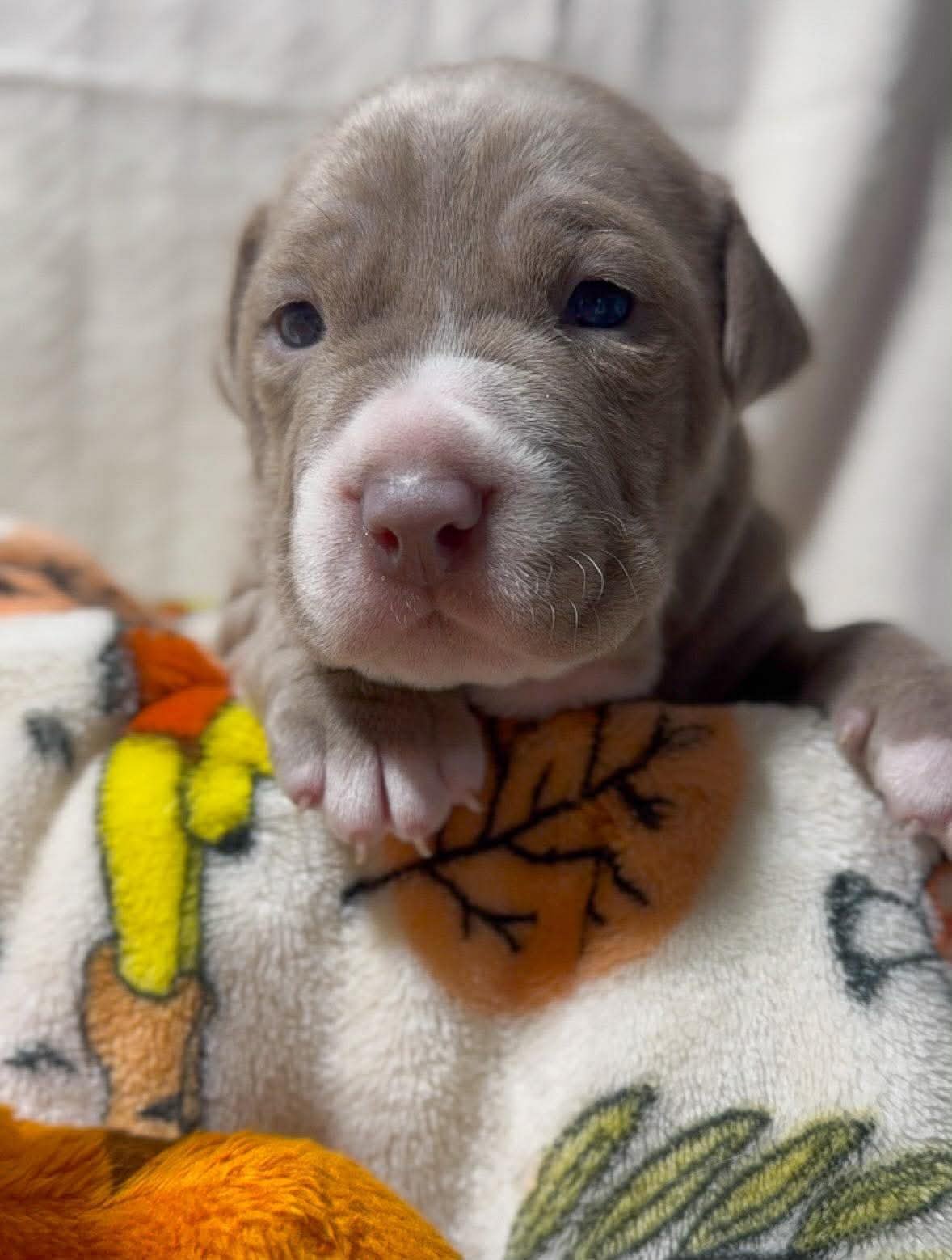 ROO - American Pit Bull Terrier available for adoption