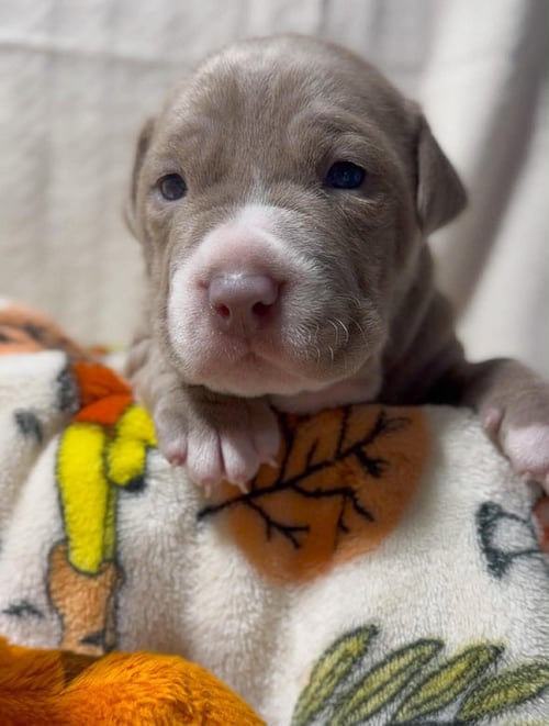 ROO - American Pit Bull Terrier for adoption in Ann Arbor