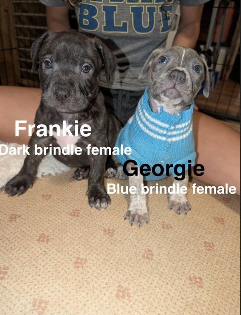 Georgie Image