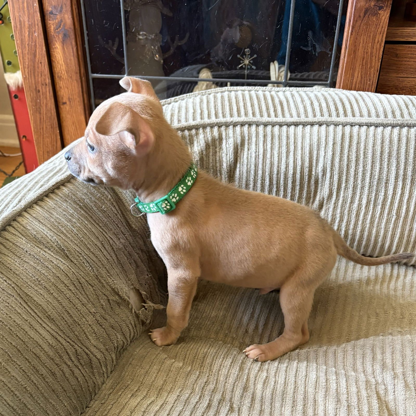 AXLE - French Bulldog / Chihuahua available for adoption