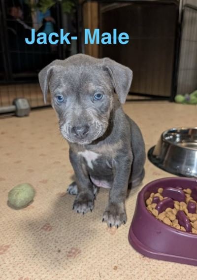 JACK - Pit Bull Terrier available for adoption