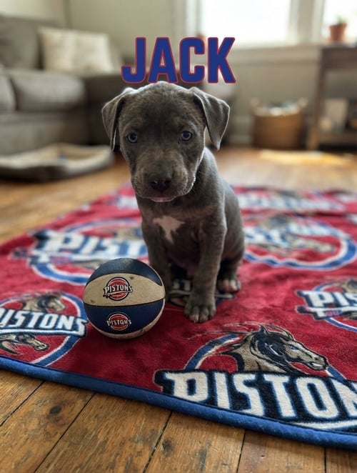 JACK - Pit Bull Terrier for adoption in Ann Arbor