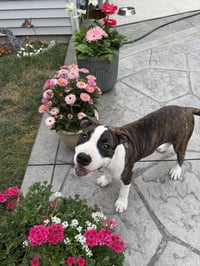 Petunia - Photo 1