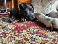 Pippa - Photo 2