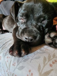 Pippa - Photo 1