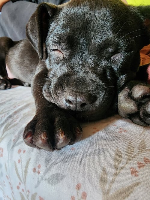 PIPPA - Pit Bull Terrier for adoption in Ann Arbor