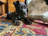 Pippa - Photo 4