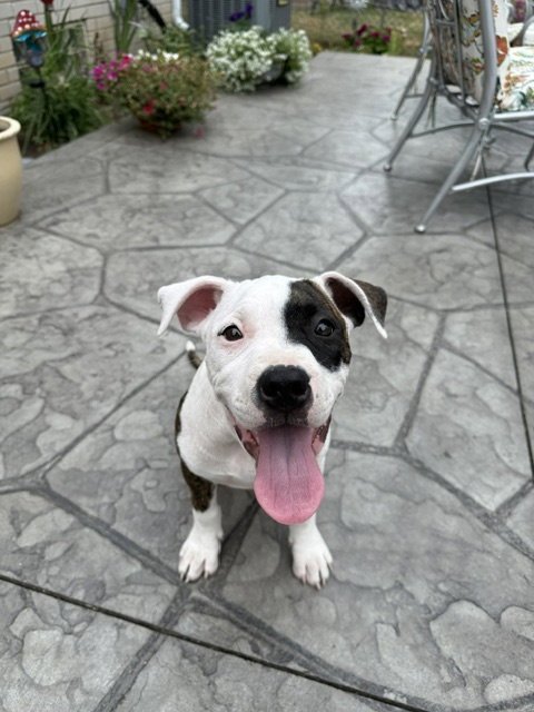ZINNIA - American Pit Bull Terrier available for adoption