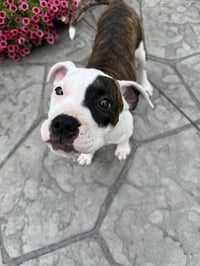Zinnia - Photo 1