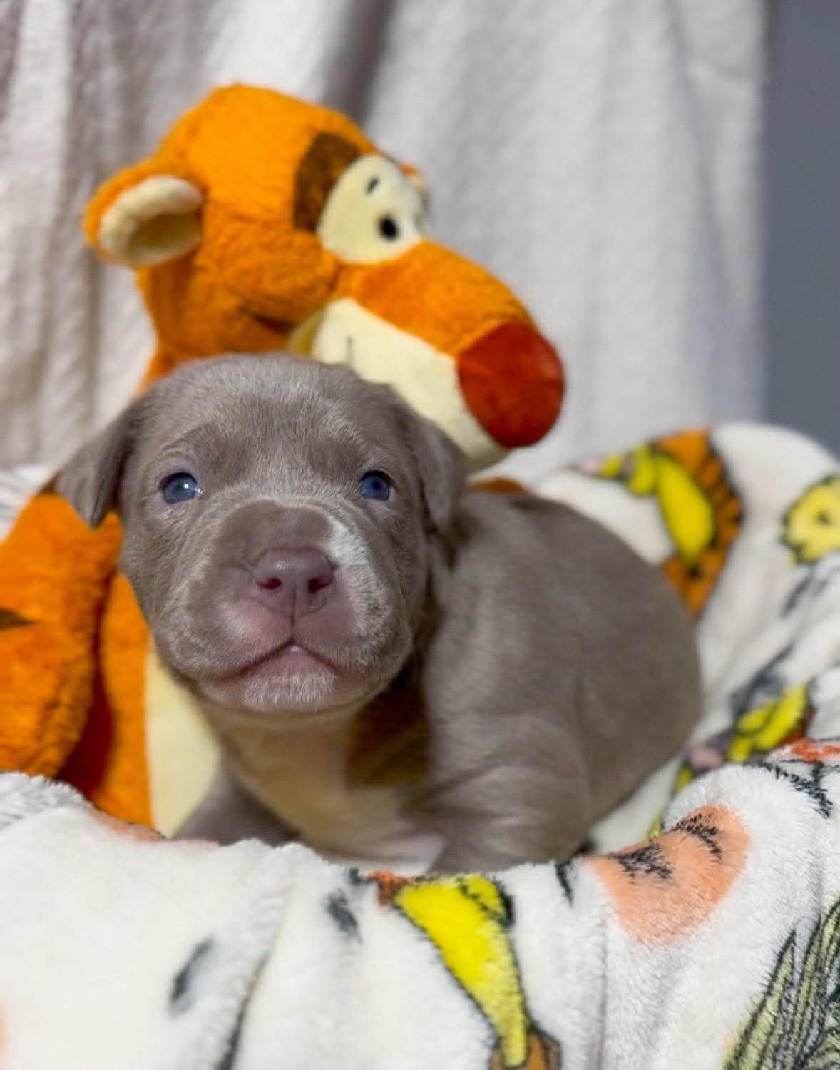 TIGGER - American Pit Bull Terrier available for adoption