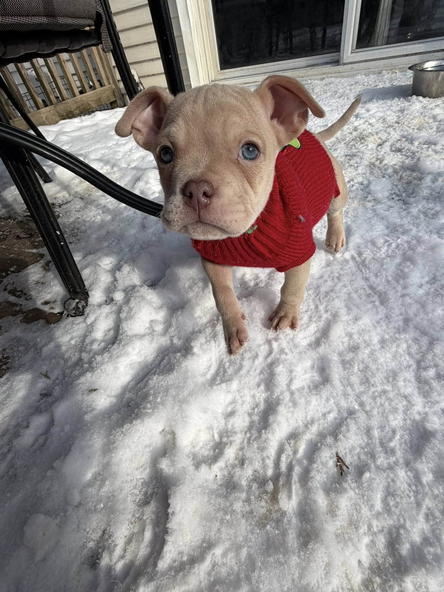 MAYA - French Bulldog / Chihuahua available for adoption