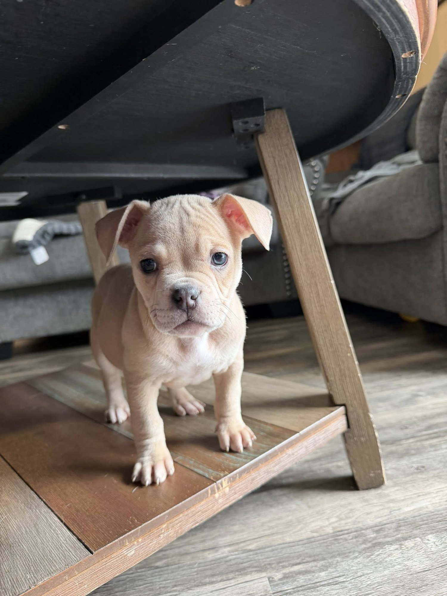 MAYA - French Bulldog / Chihuahua available for adoption