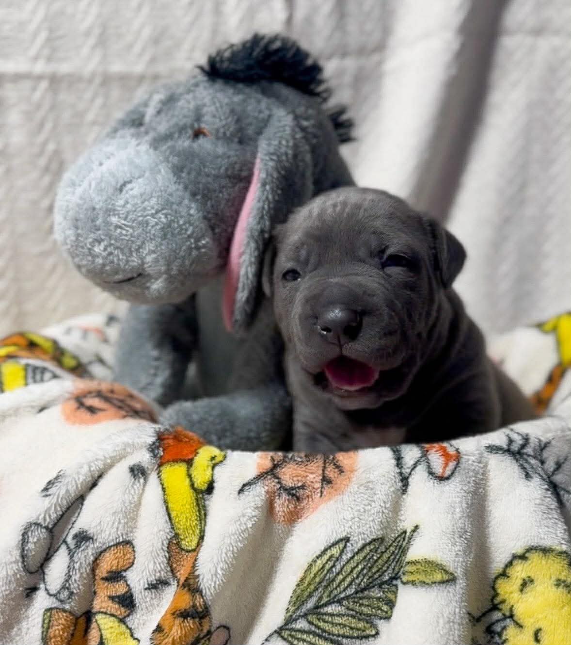 EEYORE - American Pit Bull Terrier available for adoption