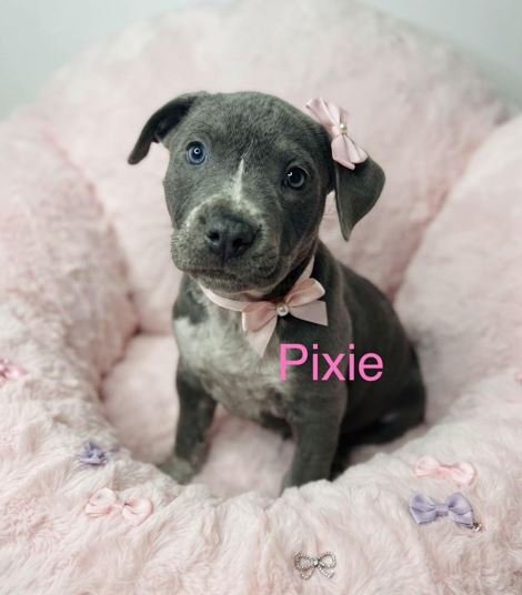 Pixie Image