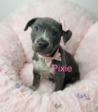 Pixie - Photo 1