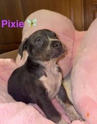 Pixie - Photo 2